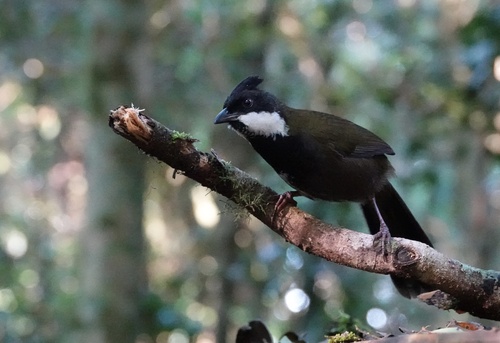 Psophodes olivaceus observed 2026-10-27