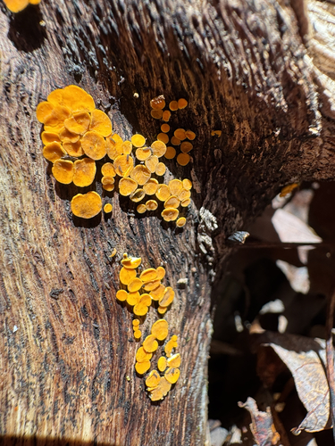 Calycina citrina, 2026-10-26