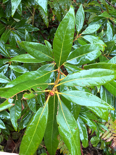 Chrysolepis chrysophylla observed 2026-10-25