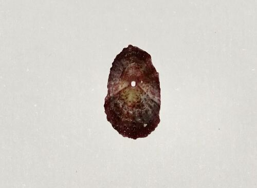 Fissurella nubecula observed 2026-10-24
