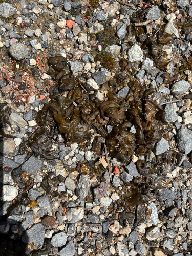 Nostoc commune observed 2026-10-26