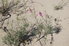 Astragalus brachylobus
