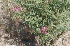 Astragalus brachylobus