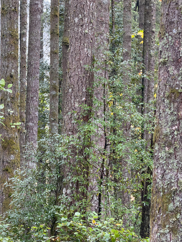Castanopsis observed 2026-10-25