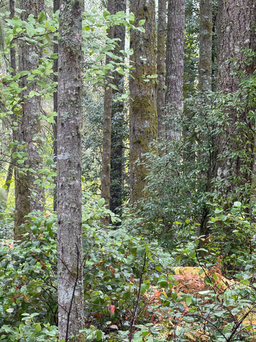 Castanopsis observed 2026-10-25