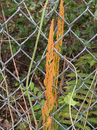 Osmundastrum cinnamomeum observed 2026-10-26
