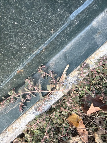 Euphorbia maculata observed 2026-10-26