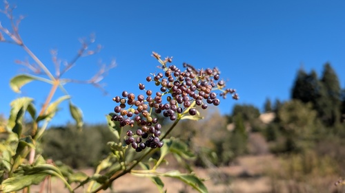Sambucus mexicana observed 2026-10-26