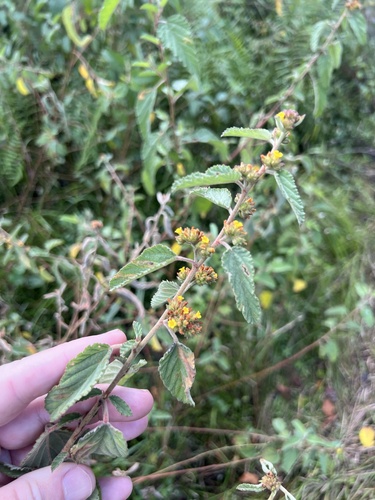 Waltheria indica observed 2026-10-26