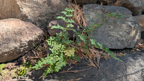 Pellaea andromedifolia, 2026-10-26