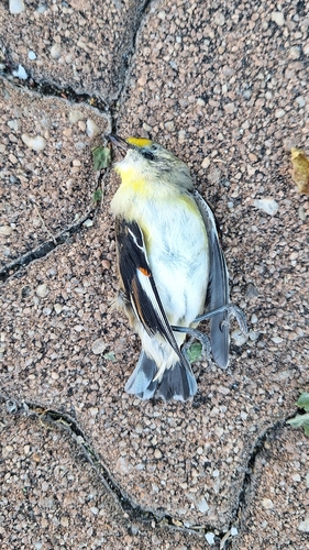 Pardalotus striatus, 2026-10-27