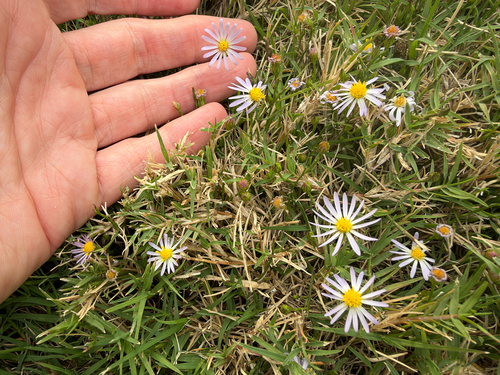 Symphyotrichum subulatum observed 2026-10-26