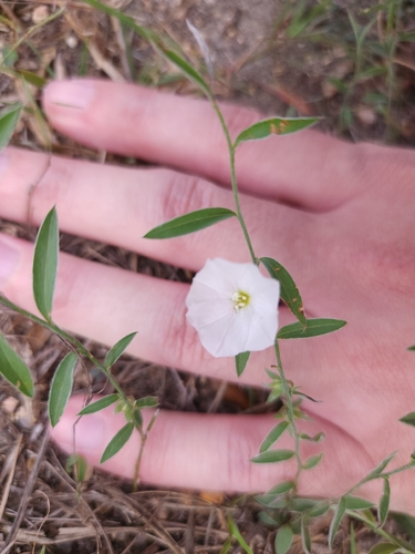 Evolvulus alsinoides observed 2026-10-26
