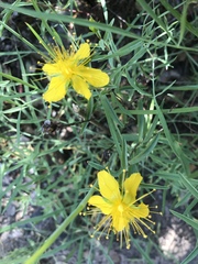Hypericum concinnum