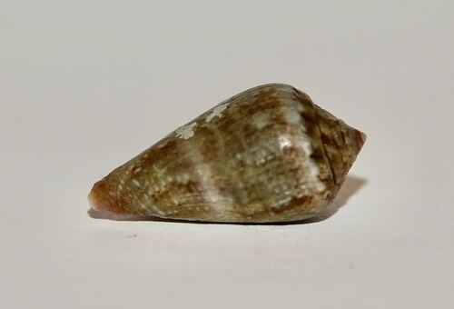 Conus observed 2026-10-25
