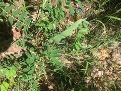 Astragalus canadensis