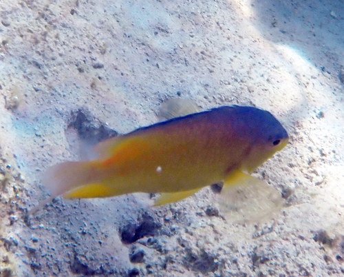 Pomacentrus simsiang observed 2026-10-26