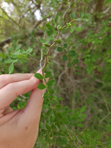 Zanthoxylum observed 2026-10-26