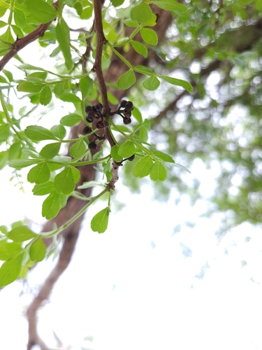 Zanthoxylum observed 2026-10-26