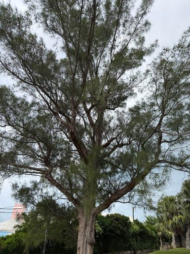 Casuarina equisetifolia observed 2026-10-24