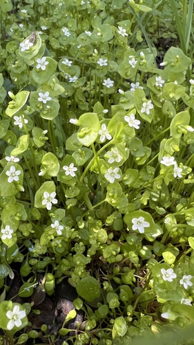 Claytonia perfoliata observed 2026-10-25