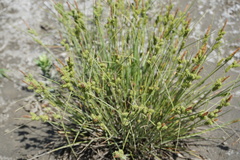 Carex extensa