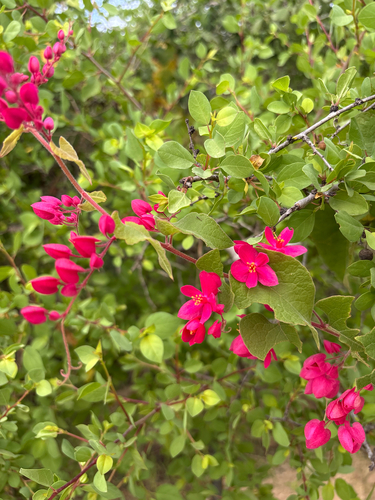 Antigonon leptopus observed 2026-10-26