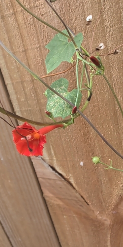Ipomoea hederifolia observed 2026-10-26