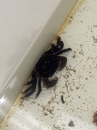 Hemigrapsus observed 2026-10-26