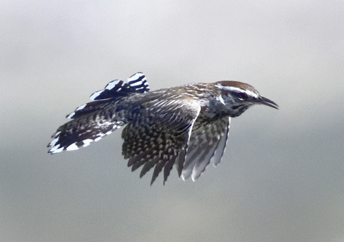 Campylorhynchus brunneicapillus, 2026-10-26