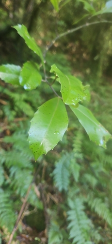 Zanthoxylum observed 2026-10-27