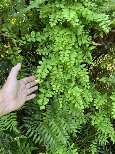 Lygodium microphyllum observed 2026-10-26