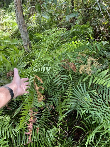 Osmunda regalis observed 2026-10-26