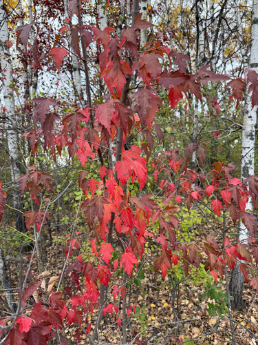 Acer tataricum observed 2026-10-25
