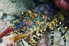 Panulirus ornatus