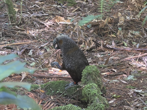 Nestor meridionalis observed 2026-10-23
