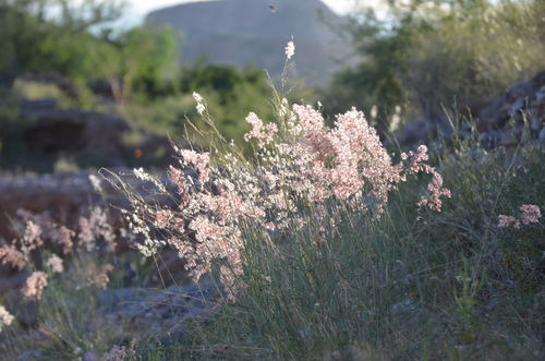 Melinis repens observed 2026-10-25