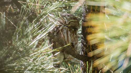 Aegolius acadicus observed 2026-10-26