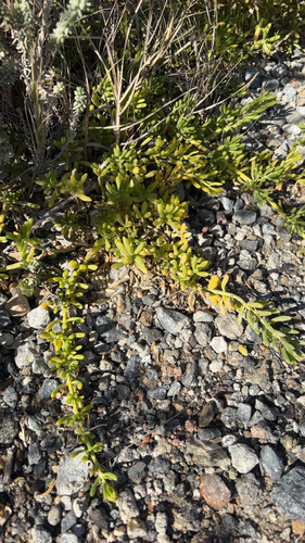 Batis maritima observed 2026-10-26