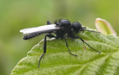 Bibio marci nuotrauka