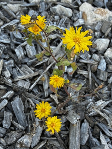 Heterotheca, 2026-10-26