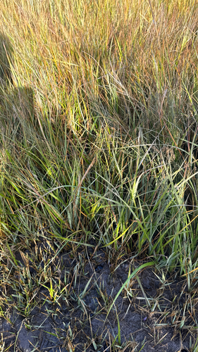 Sporobolus alterniflorus, 2026-10-24