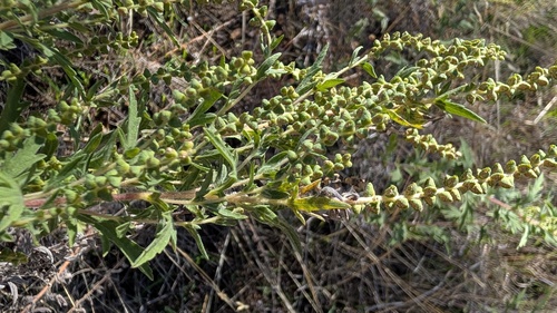 Ambrosia psilostachya observed 2026-10-26