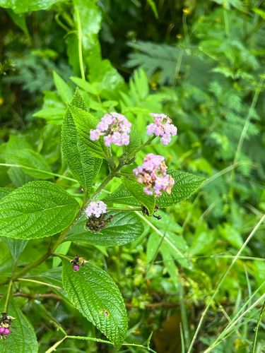 Lantana trifolia observed 2026-10-25