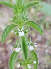 Sideritis romana