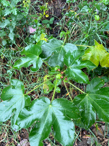 Jatropha gossypiifolia observed 2026-10-25