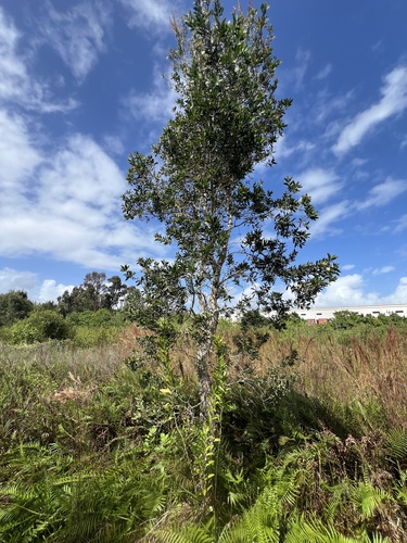 Melaleuca quinquenervia observed 2026-10-26