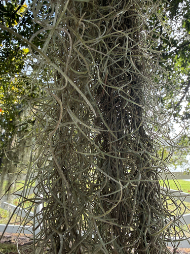 Tillandsia usneoides observed 2026-10-26