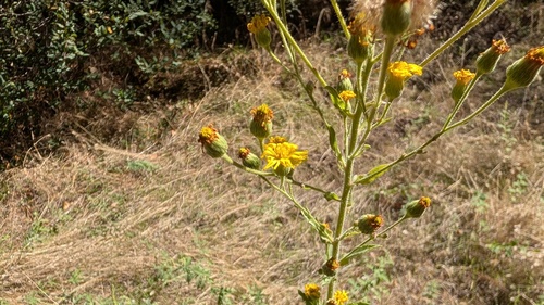 Heterotheca, 2026-10-26