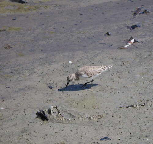 Calidris pusilla, 2026-10-26